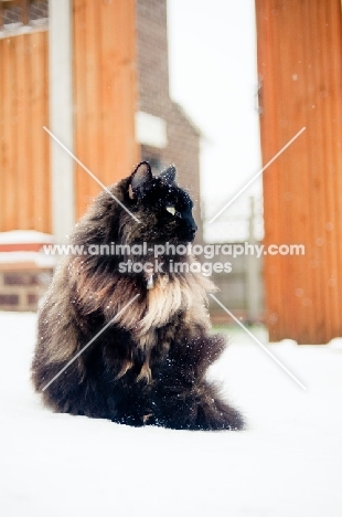 longhaired non pedigree cat