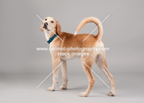 Hound mix standing in studio, tail arched.