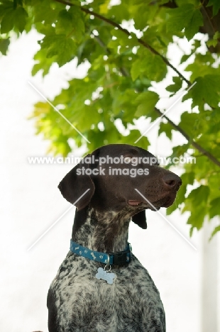 German Shorthaired Pointer near tree 