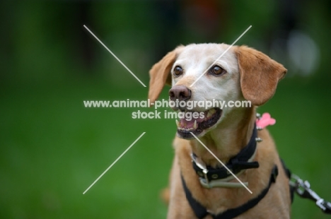 portrait of a happy mongrel dog smiling 