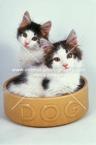 two kittens in a dog bowl