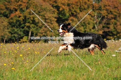 Bernese Mountain Dog, running in field