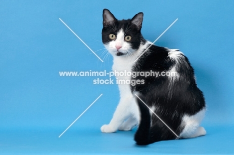 black and white cat sitting on blue background