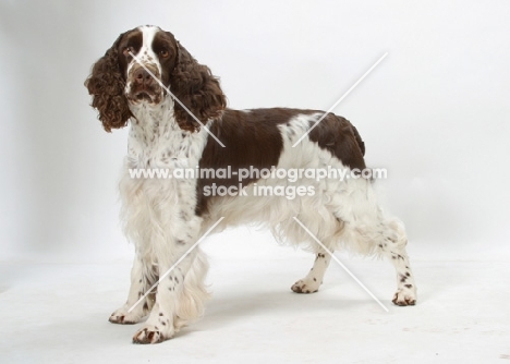 Liver & White English  Springer  Spaniel, Australian Champion on white background