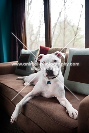 white pit bull boxer mix smiling on couch