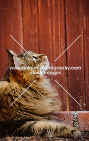 Maine Coon lying by red wood fence. 