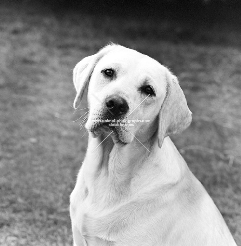 champion labrador retriever, portrait