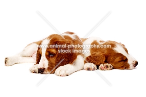 Welsh Springer Spaniel