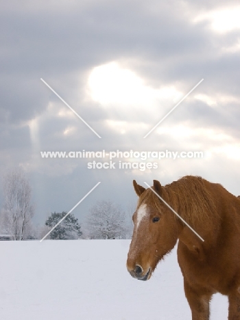 Suffolk Punch in winter