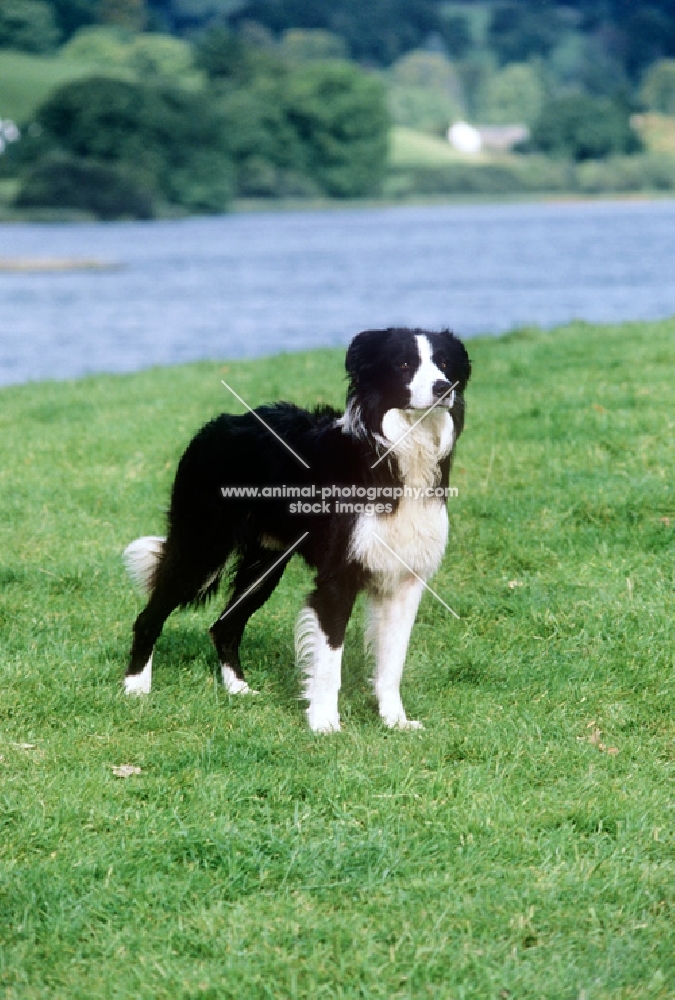 border collie on 'one man and his dog', tv show, lake district