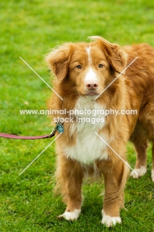 Nova Scotia Duck Tolling Retriever on lead