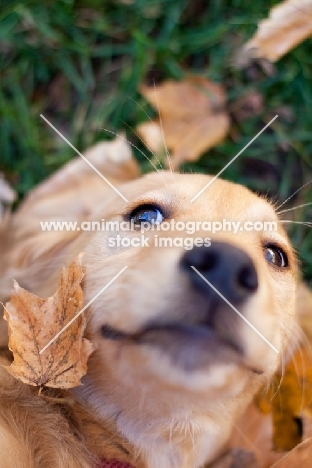 cute Golden Retriever puppy