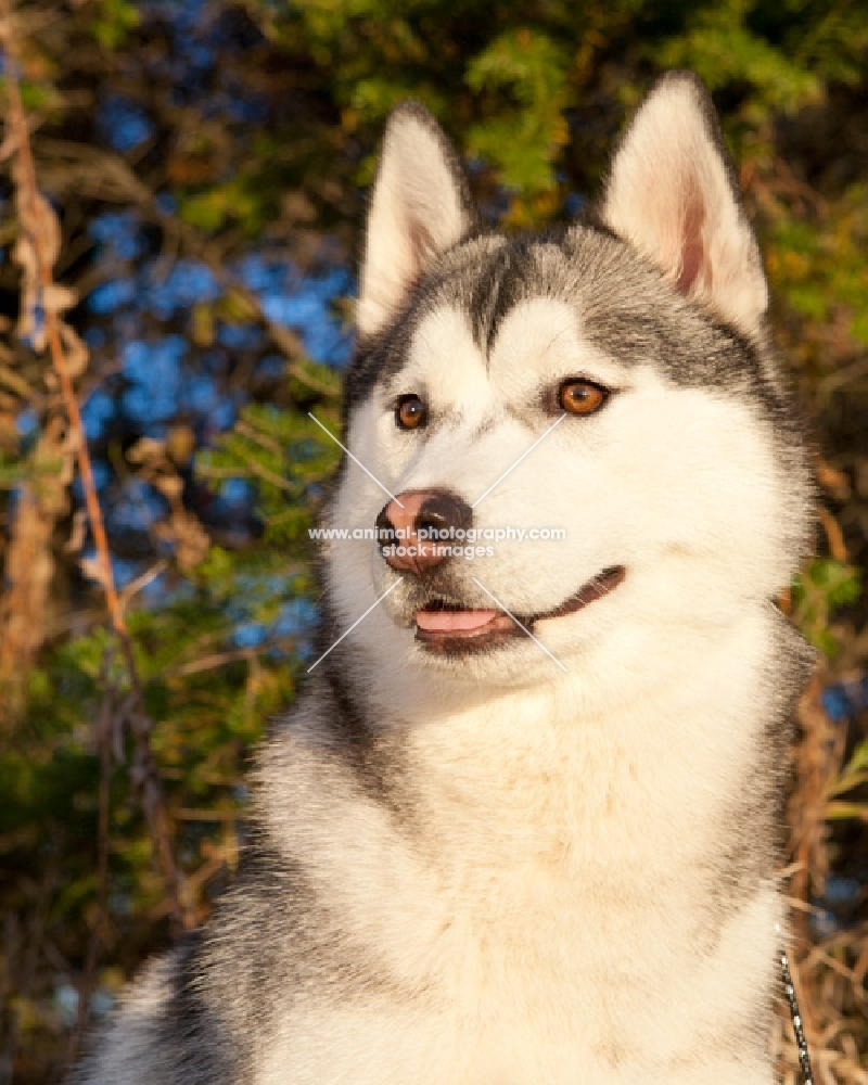 Husky portrait, looking away