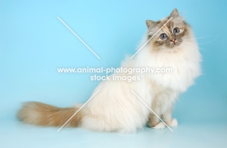 blue tortie tabby birman sitting on blue background