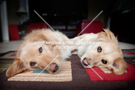 Golden Retriever mixed breed and Corgi mixed breed