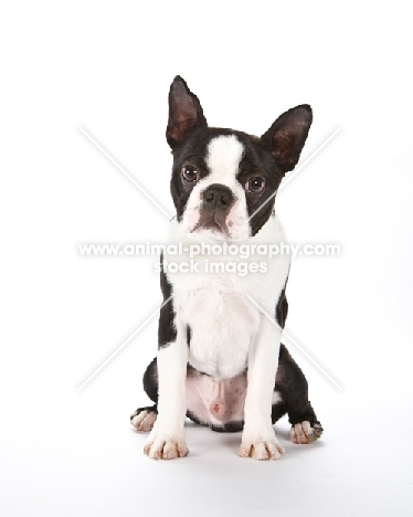 Boston Terrier on white background