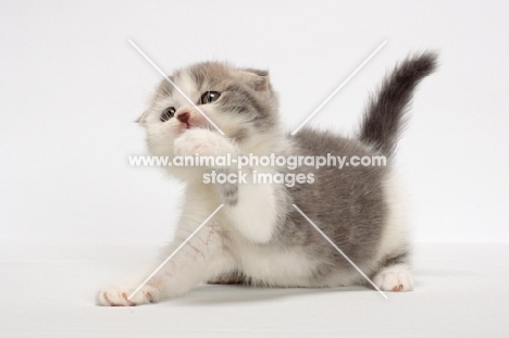 Blue Classic Tabby & White Scottish Fold kitten