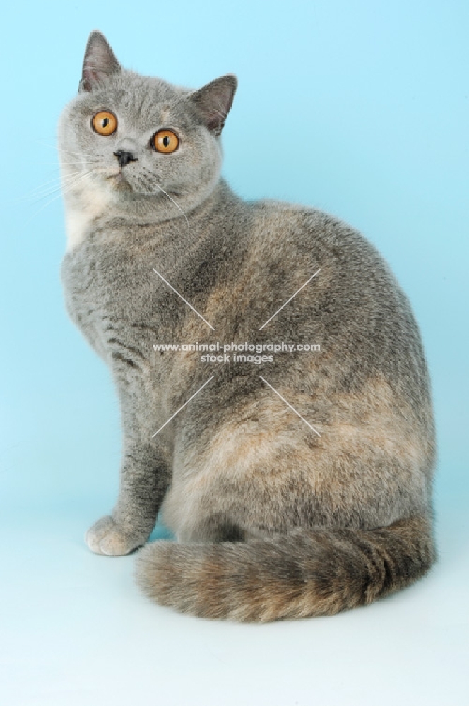 blue cream british shorthair cat sitting down