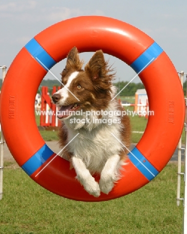 Border Collie jumping through ring