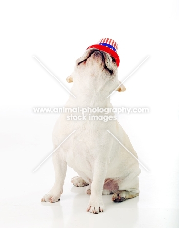 French Bulldog balancing hat