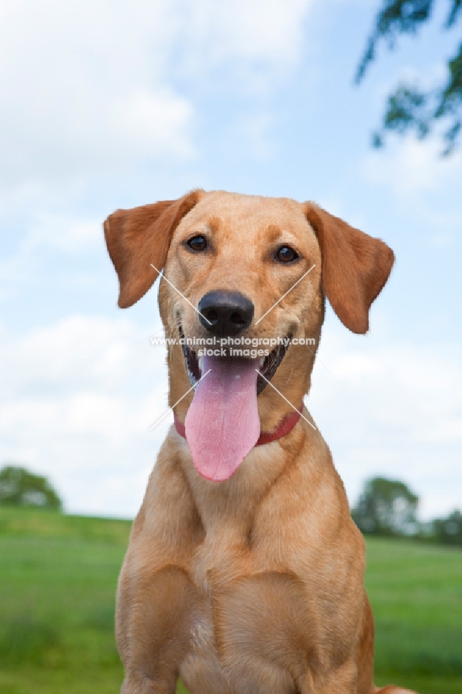 Labrador retriever, outdoors