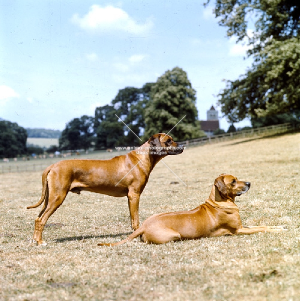 two rhodesian ridgebacks on dry grass