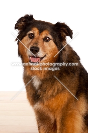 Australian Shepherd x Shetland Sheepdog portrait