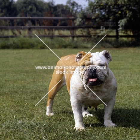 bulldog standing on grass