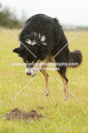 curious Border Collie looking at hole