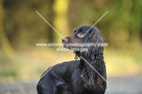 alert working Cocker Spaniel