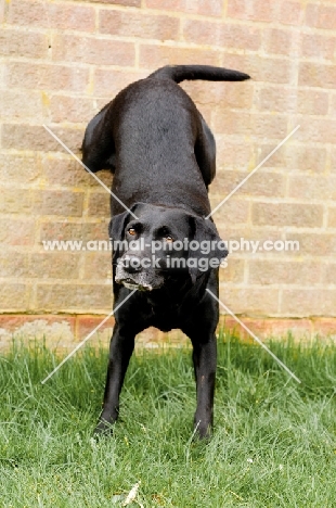 black Labrador Retriever up against wall