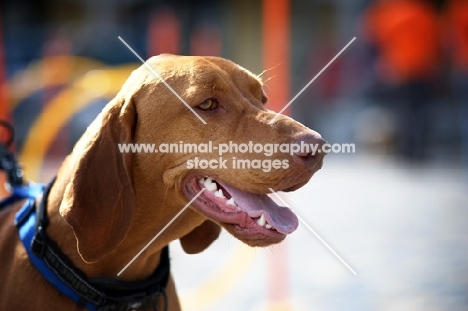 profile portrait of a shorthaired hungarian vizsla