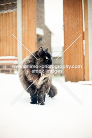 long haired non pedigree cat