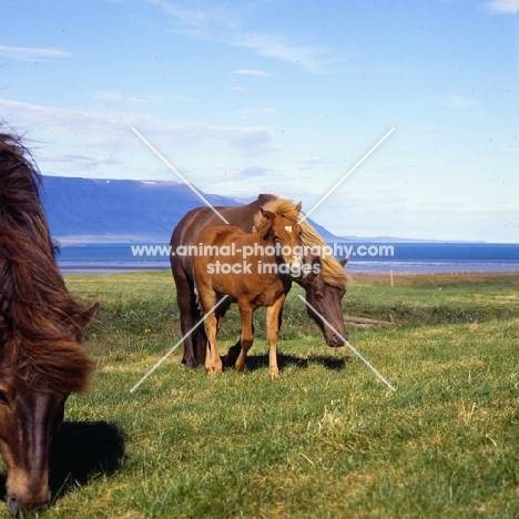 Iceland Horses, mare and foal at Sauderkrokur