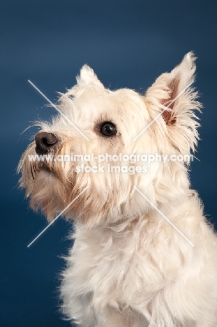 West Highland White Terrier portrait in studio