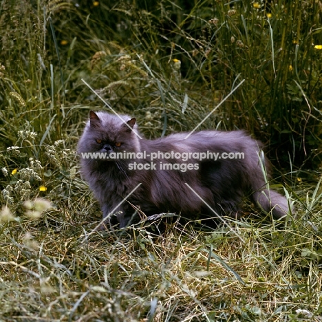 blue cream long hair cat in garden