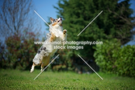 Blue merle australian shepherd jumping, all legs in the air