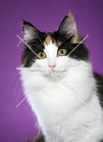 Norwegian Forest Cat, staring