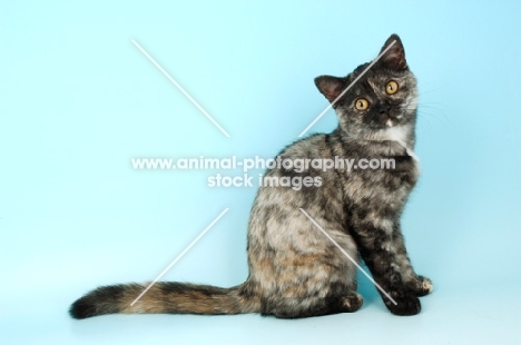 tortie smoke british shorthair cat