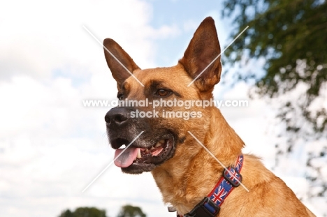 cross bred dog, portait