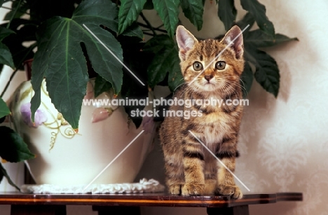 kitten standing on table next to a pot