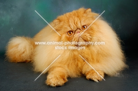 red Persian looking at camera