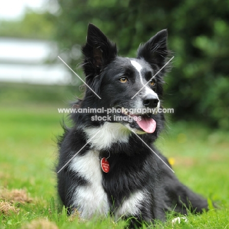 Border Collie