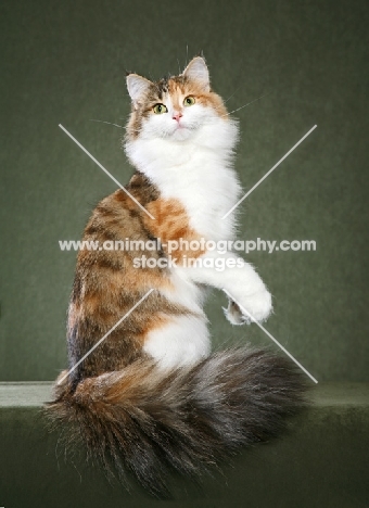 Norwegian Forest Cat on hind legs