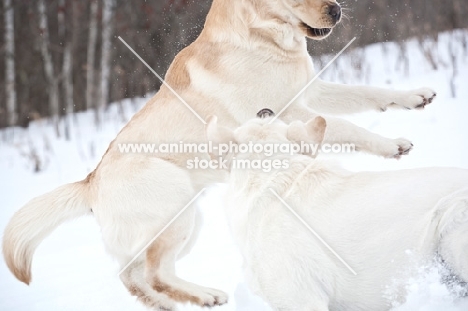 Labrador