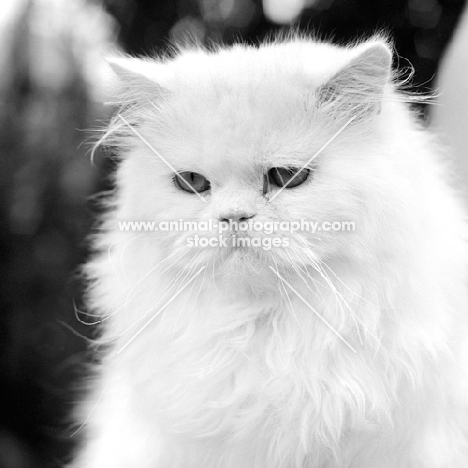 orange eyed white long haired cat