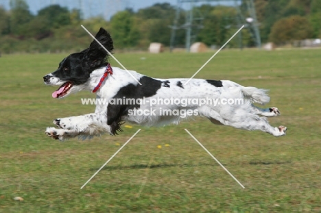 English Springer Spaniel at full speed