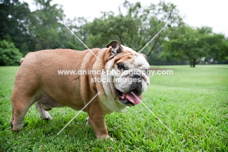 english bulldog standing