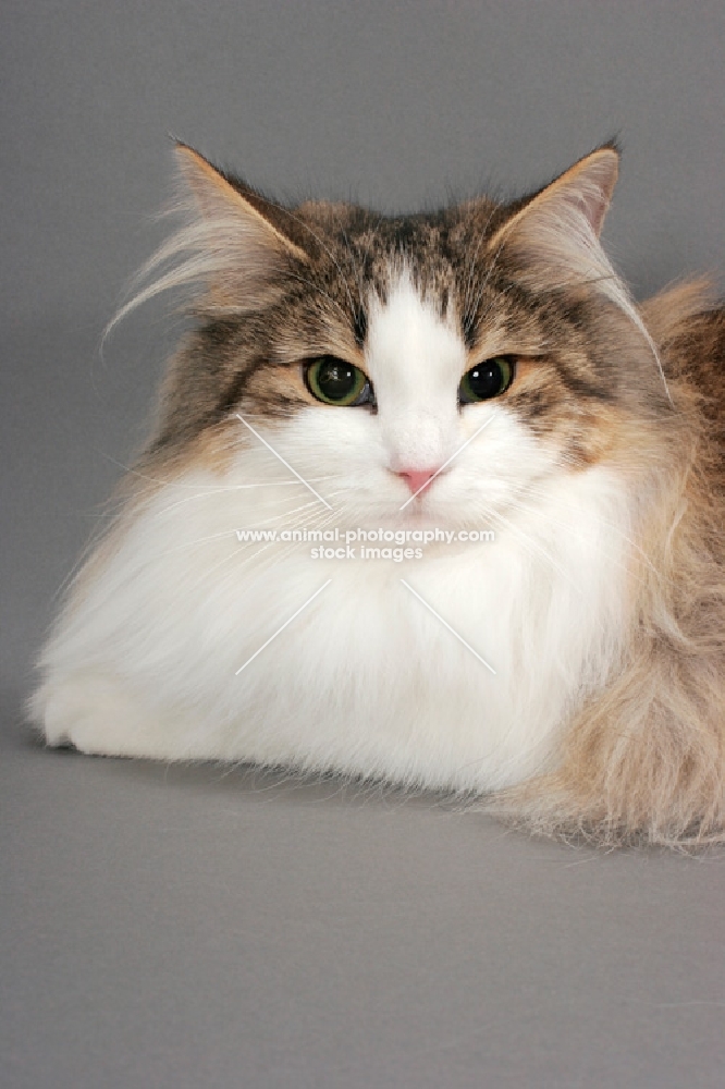 Norwegian Forest cat portrait on grey background, brown mackerel tabby & white