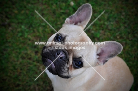 French Bulldog